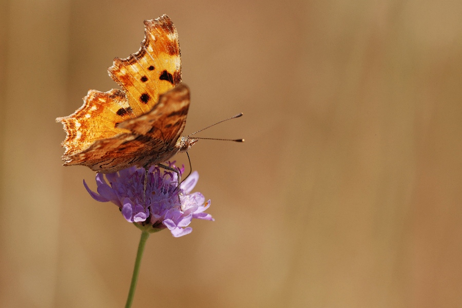 Butterfly During Hot Summer