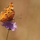 Butterfly During Hot Summer