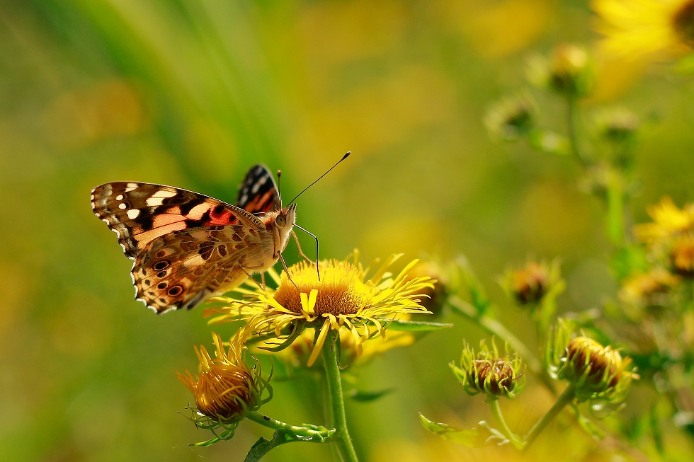 butterfly