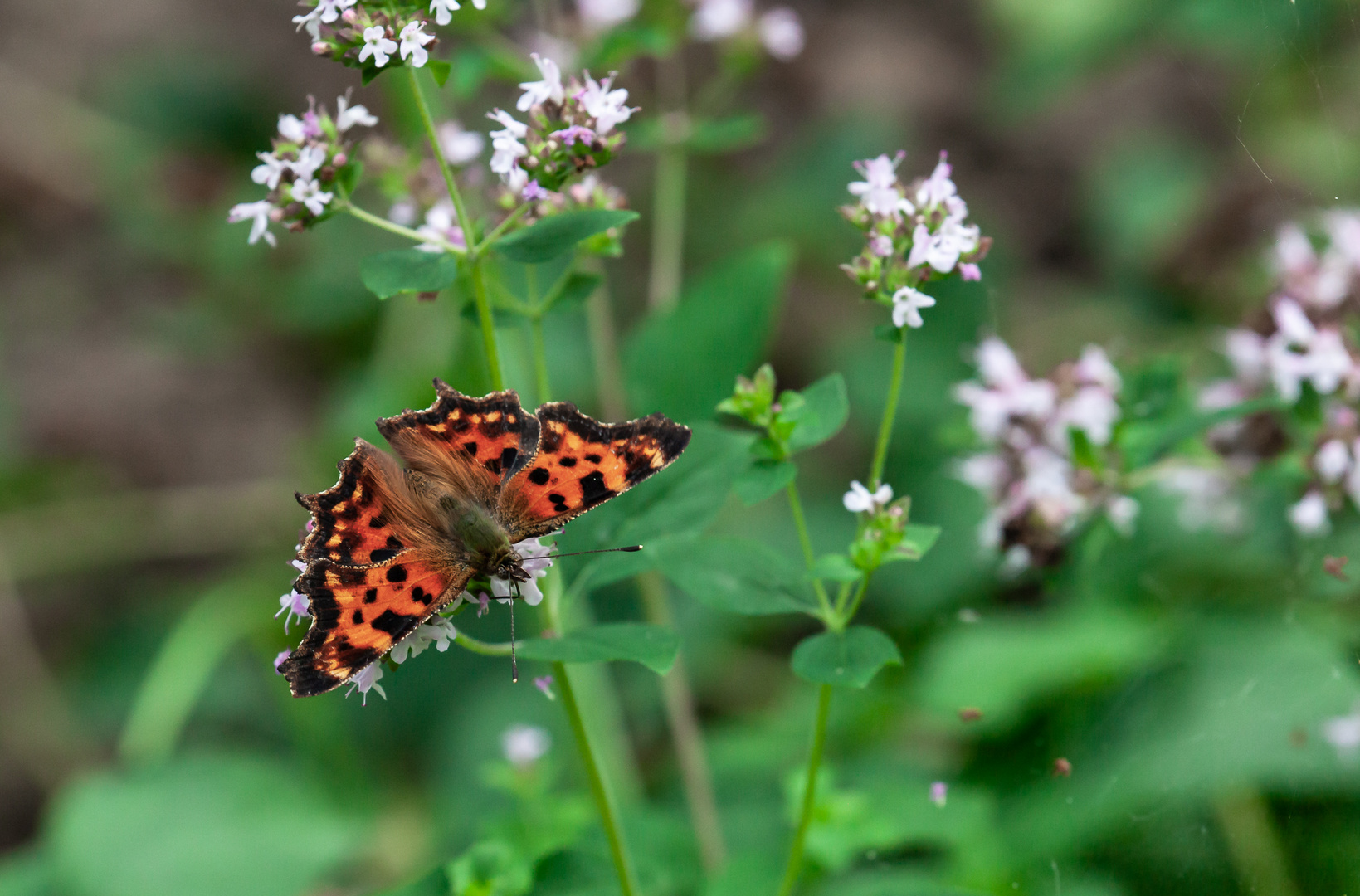 butterfly