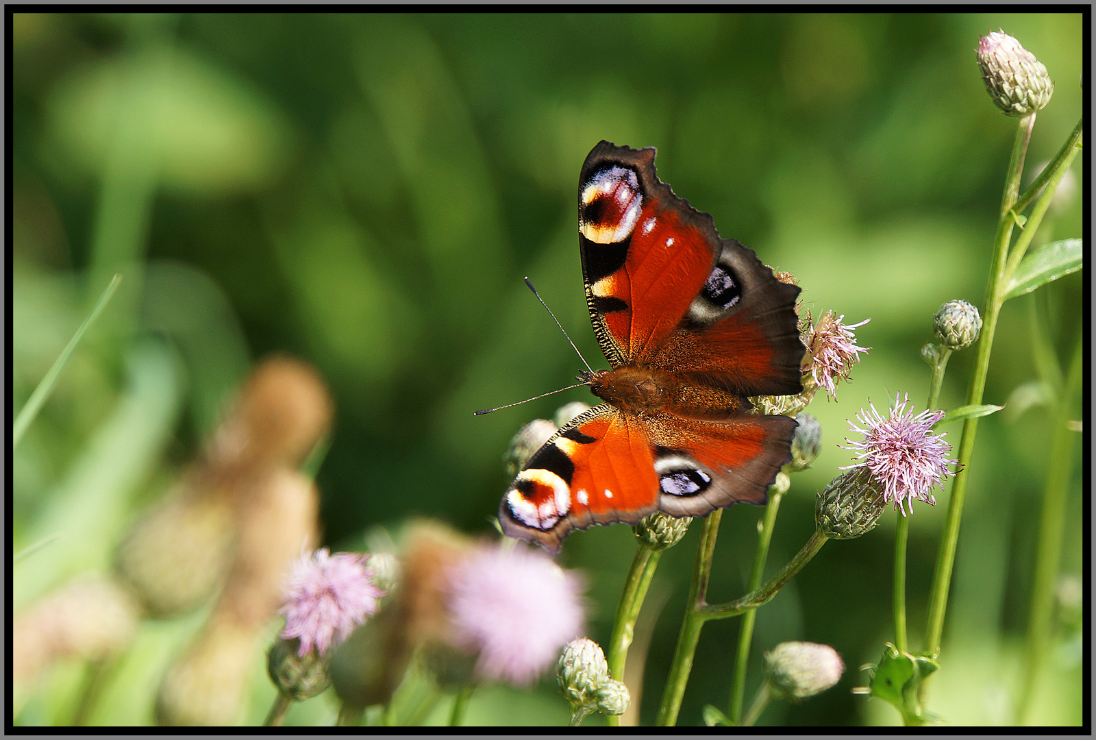 butterfly