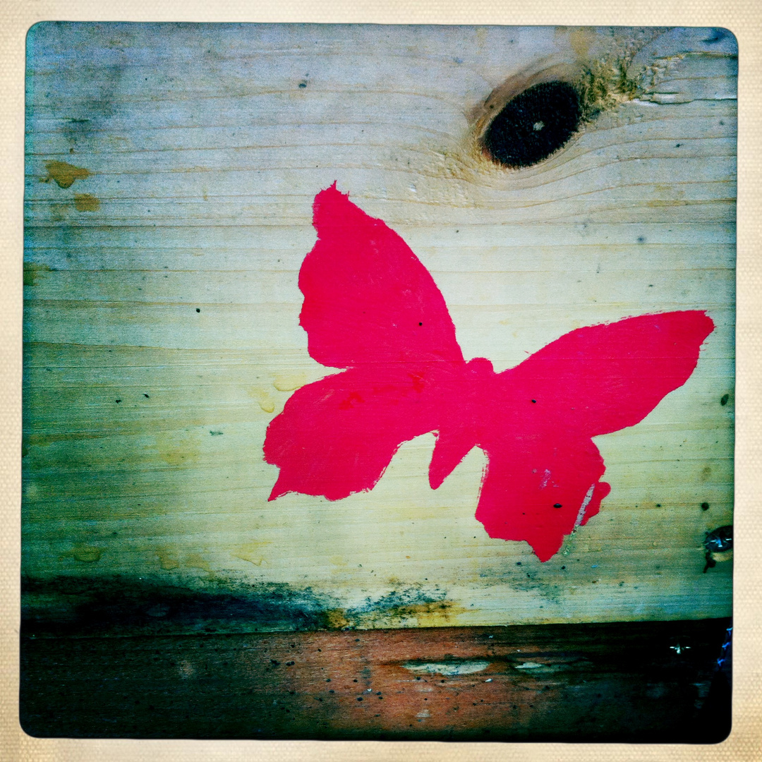 butterfly