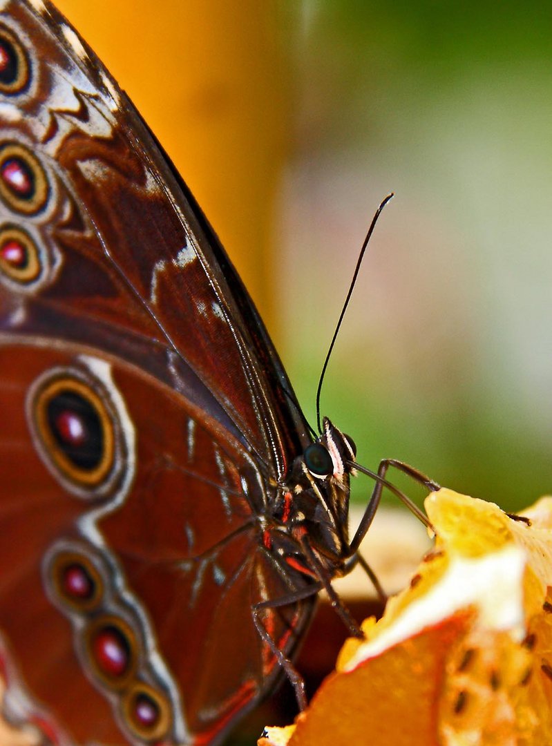 butterfly eats from a orange