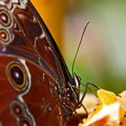 butterfly eats from a orange