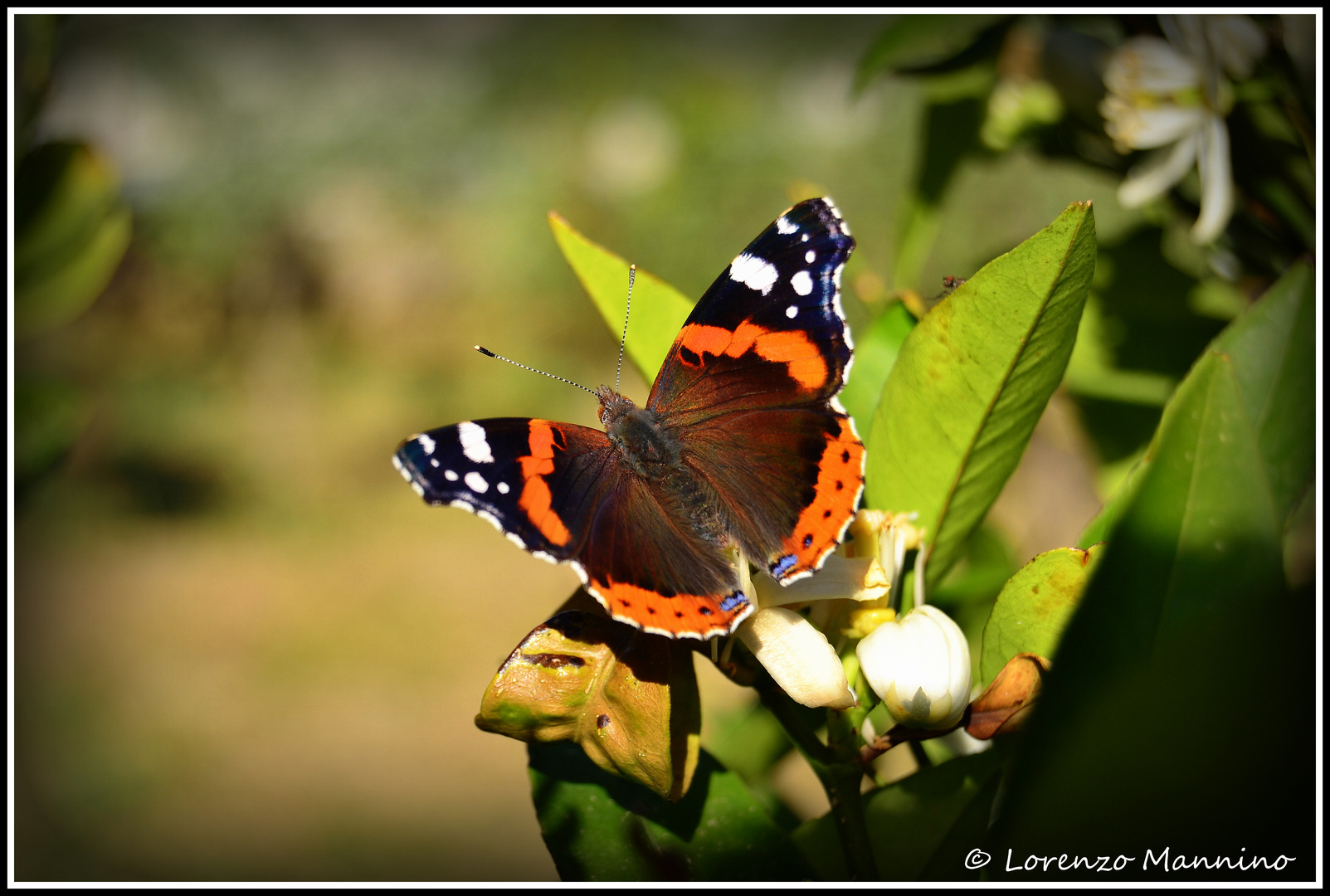 Butterfly