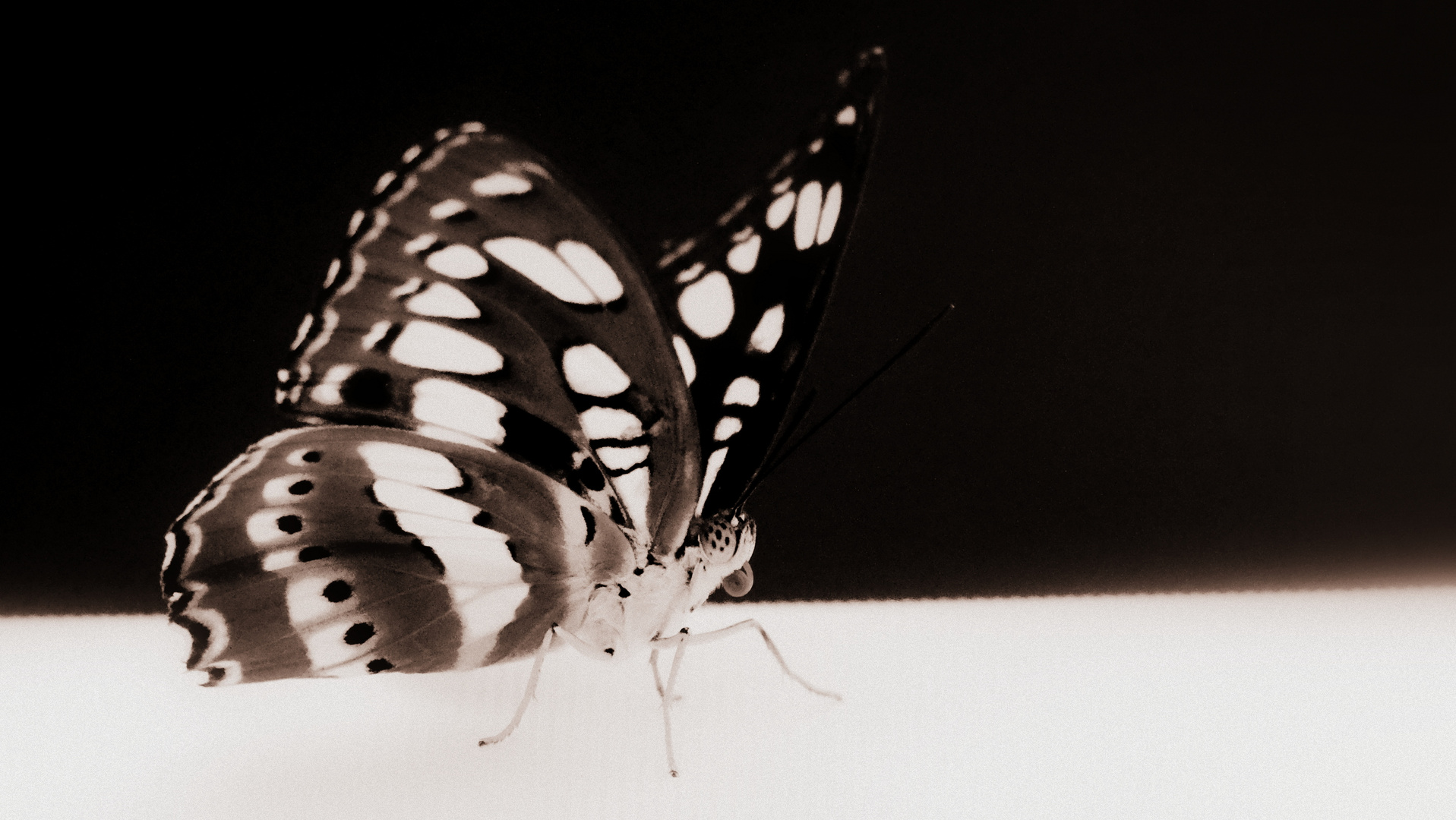 butterfly