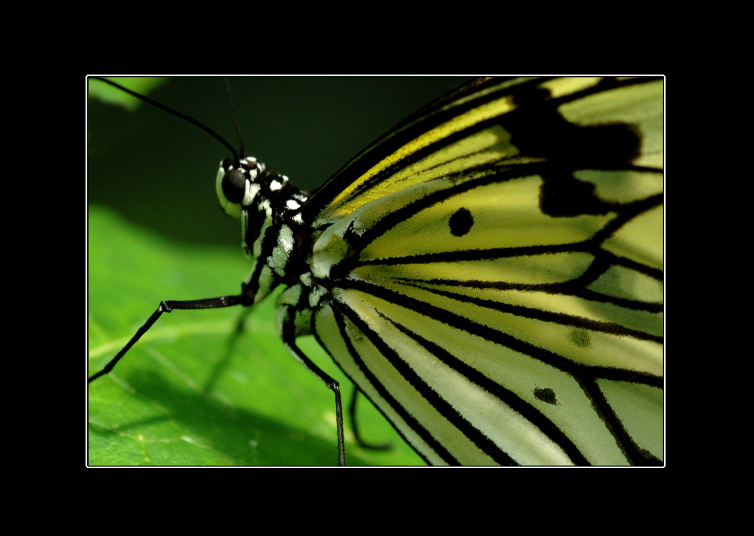 Butterfly Effect II