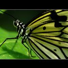 Butterfly Effect II