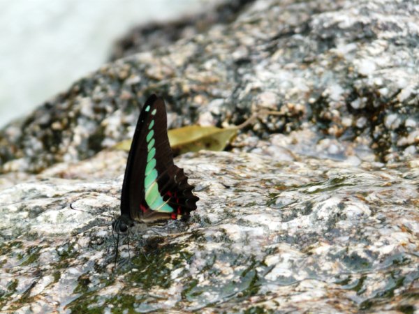 Butterfly enjoying a little drink....