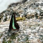 Butterfly enjoying a little drink....