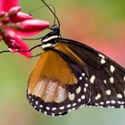 Butterfly enjoying dinner