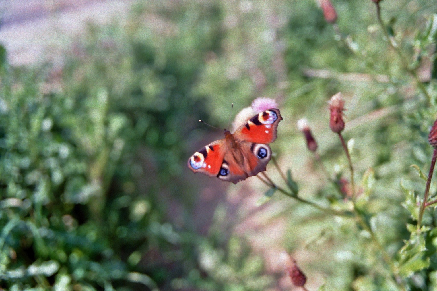 Butterfly