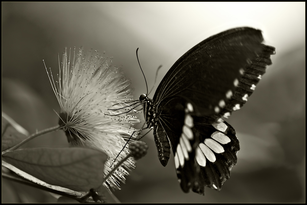 ~ Butterfly ~