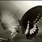~ Butterfly ~