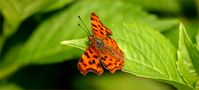 Butterfly von Petra Dindas