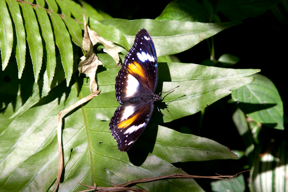 Butterfly Farm