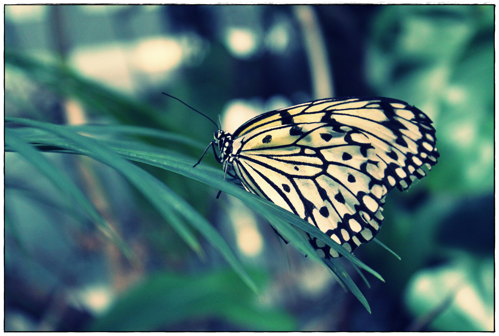 butterfly