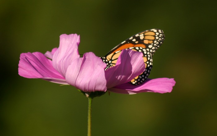 Butterfly Feast