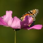 Butterfly Feast