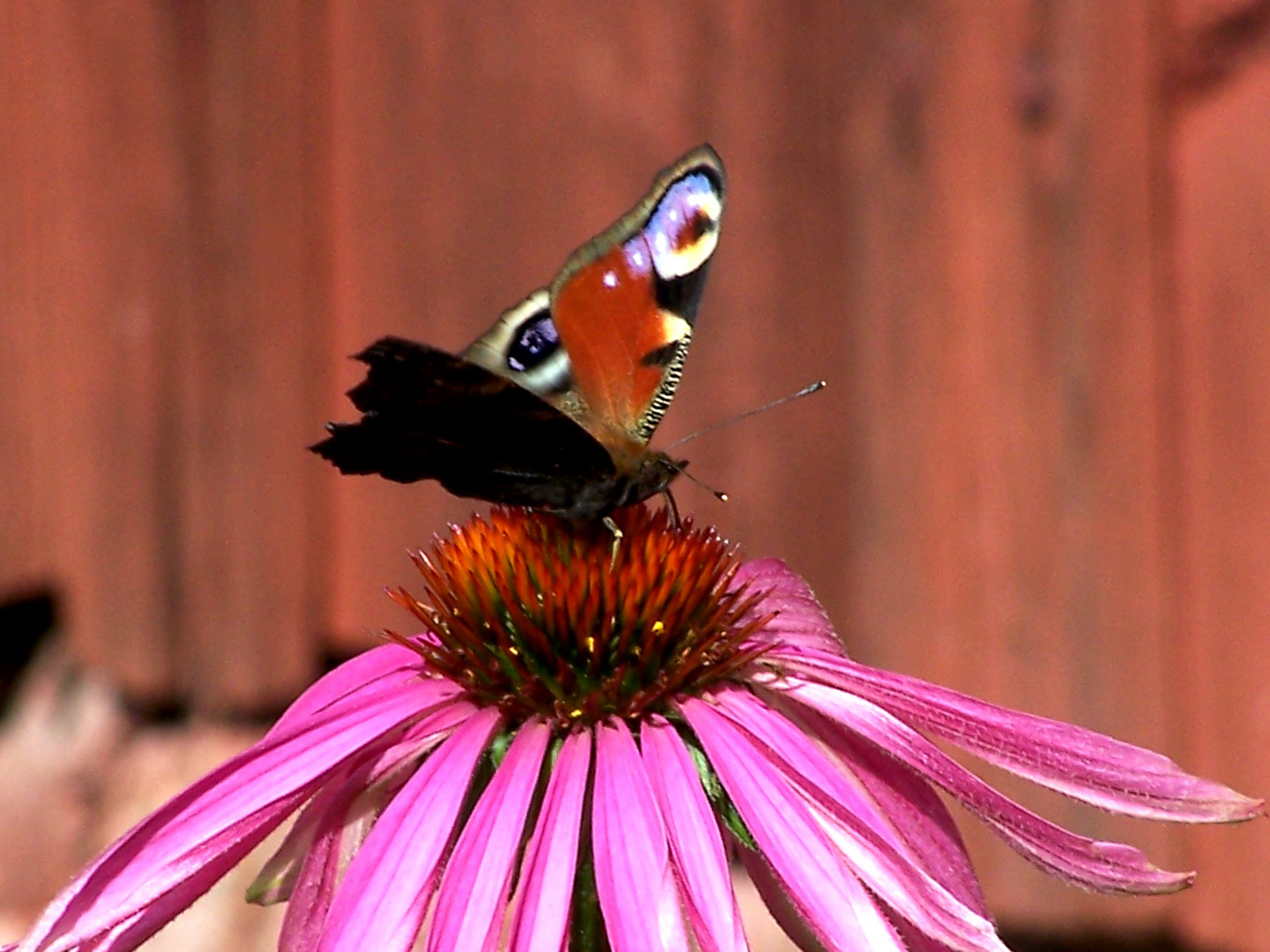 butterfly feeding on a flower