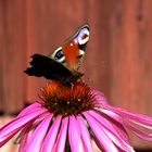 butterfly feeding on a flower