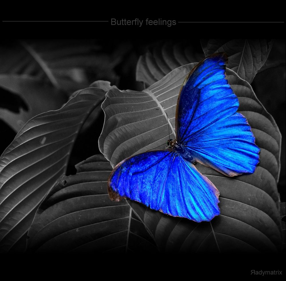 ...butterfly feeling...