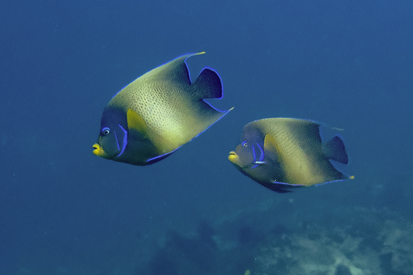 Butterfly fish at Nusa Penida