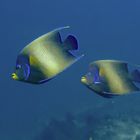 Butterfly fish at Nusa Penida