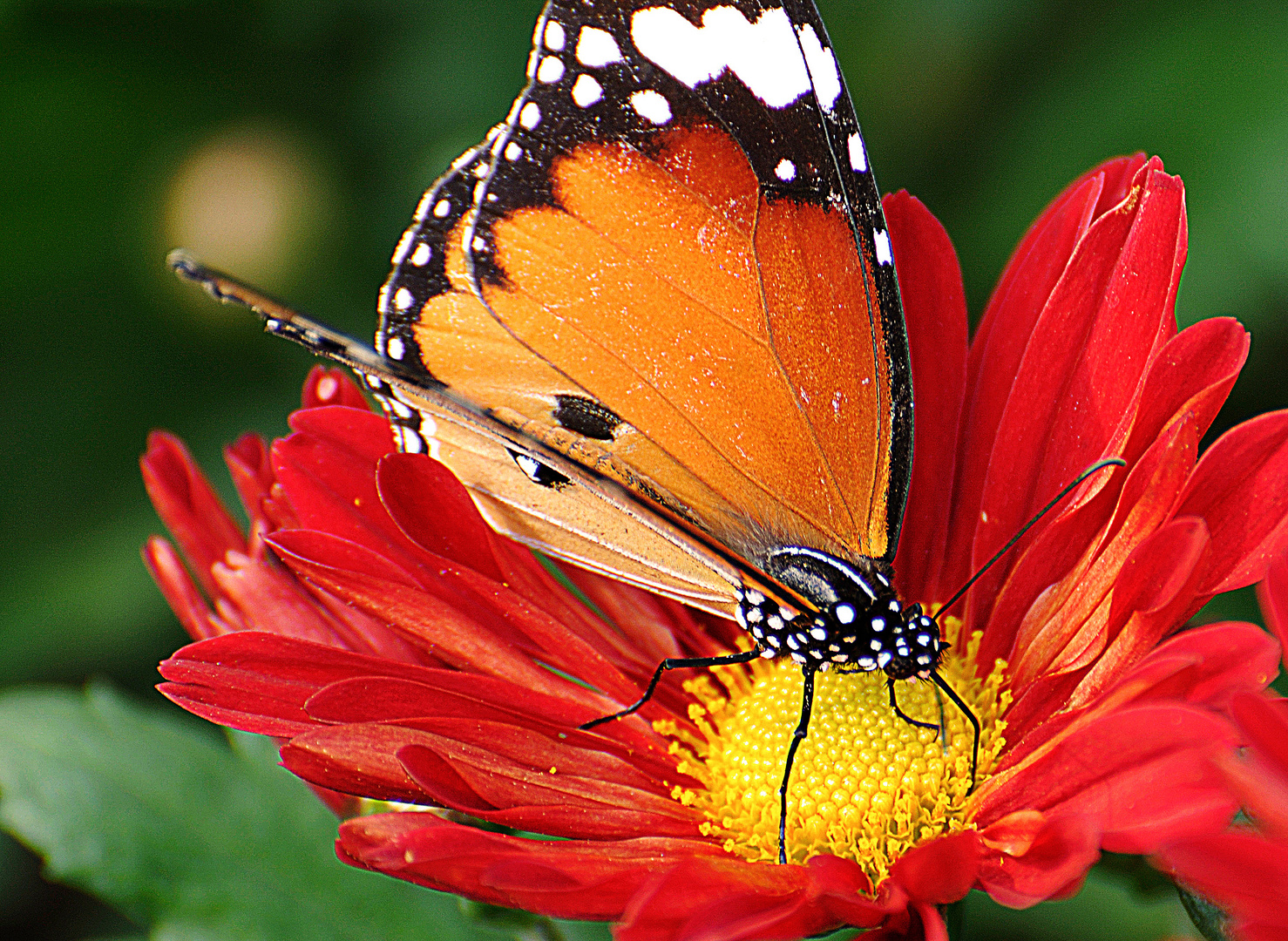 Butterfly & Flower