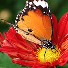 Butterfly & Flower