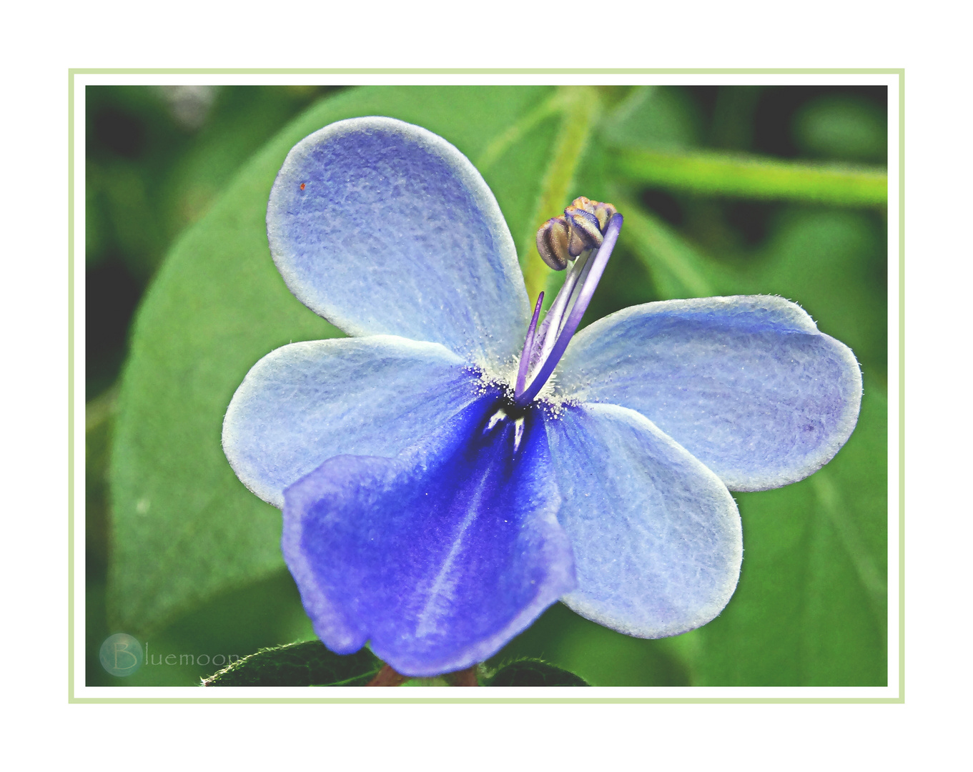 butterfly flower