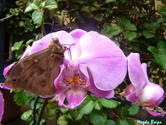 Butterfly flower