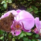 Butterfly flower