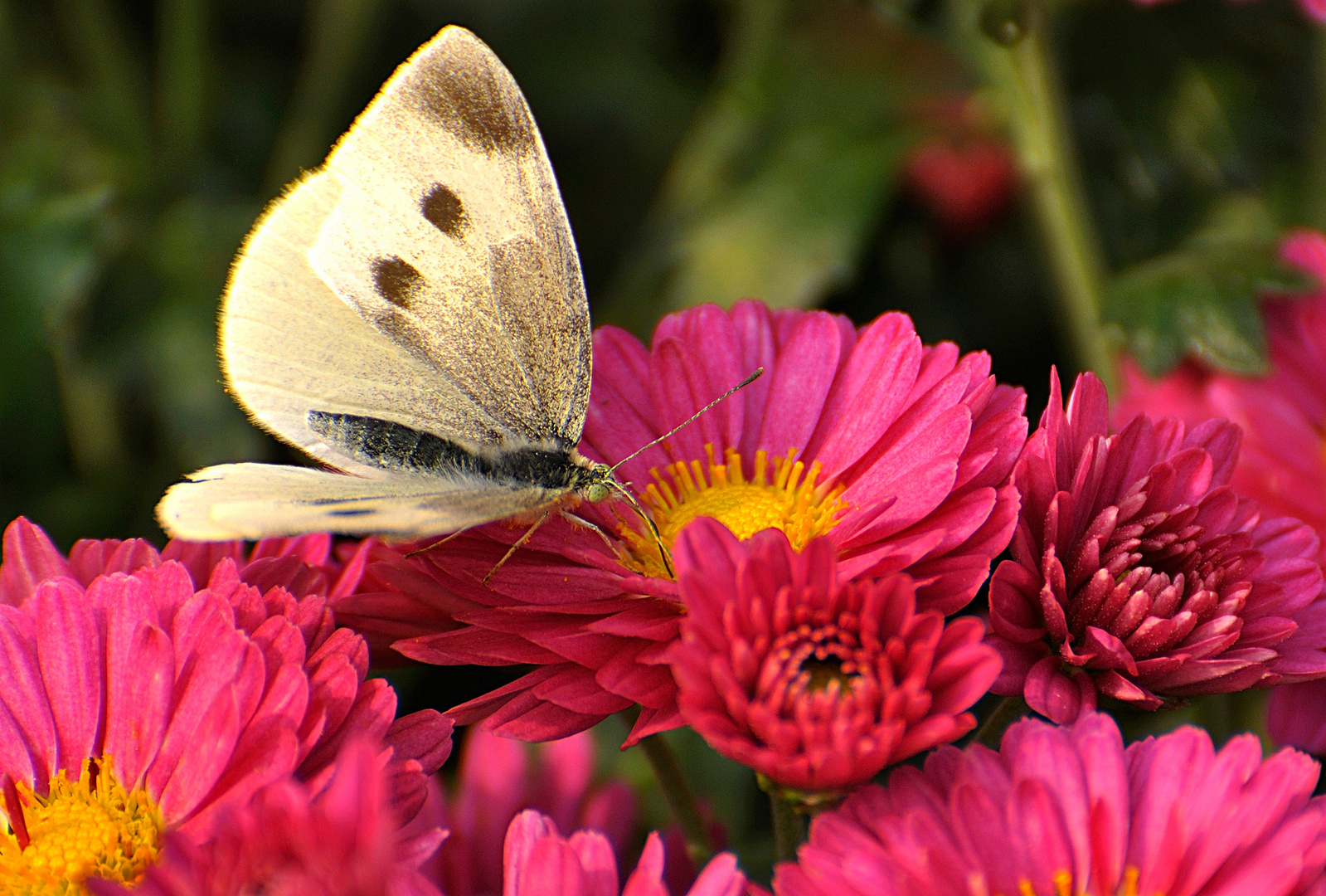 Butterfly & Flowers