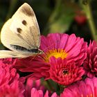 Butterfly & Flowers