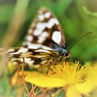 Butterfly & Flowers