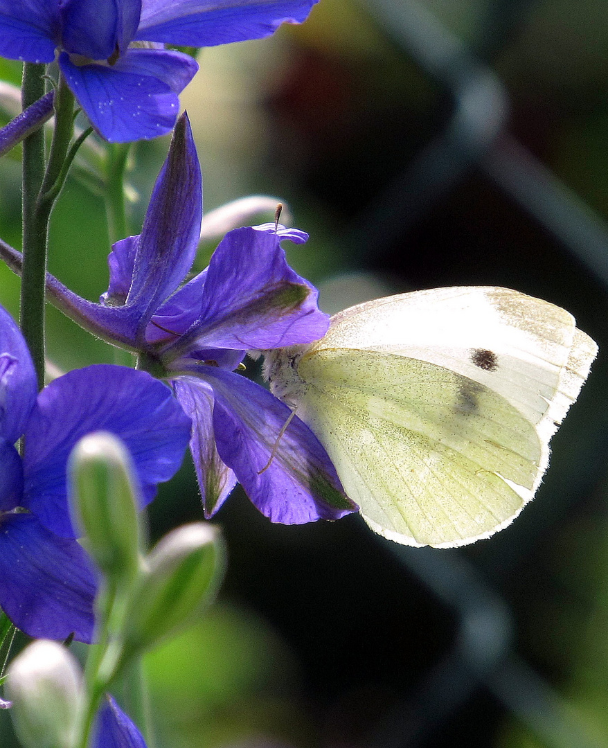 butterfly fly away.. :-)