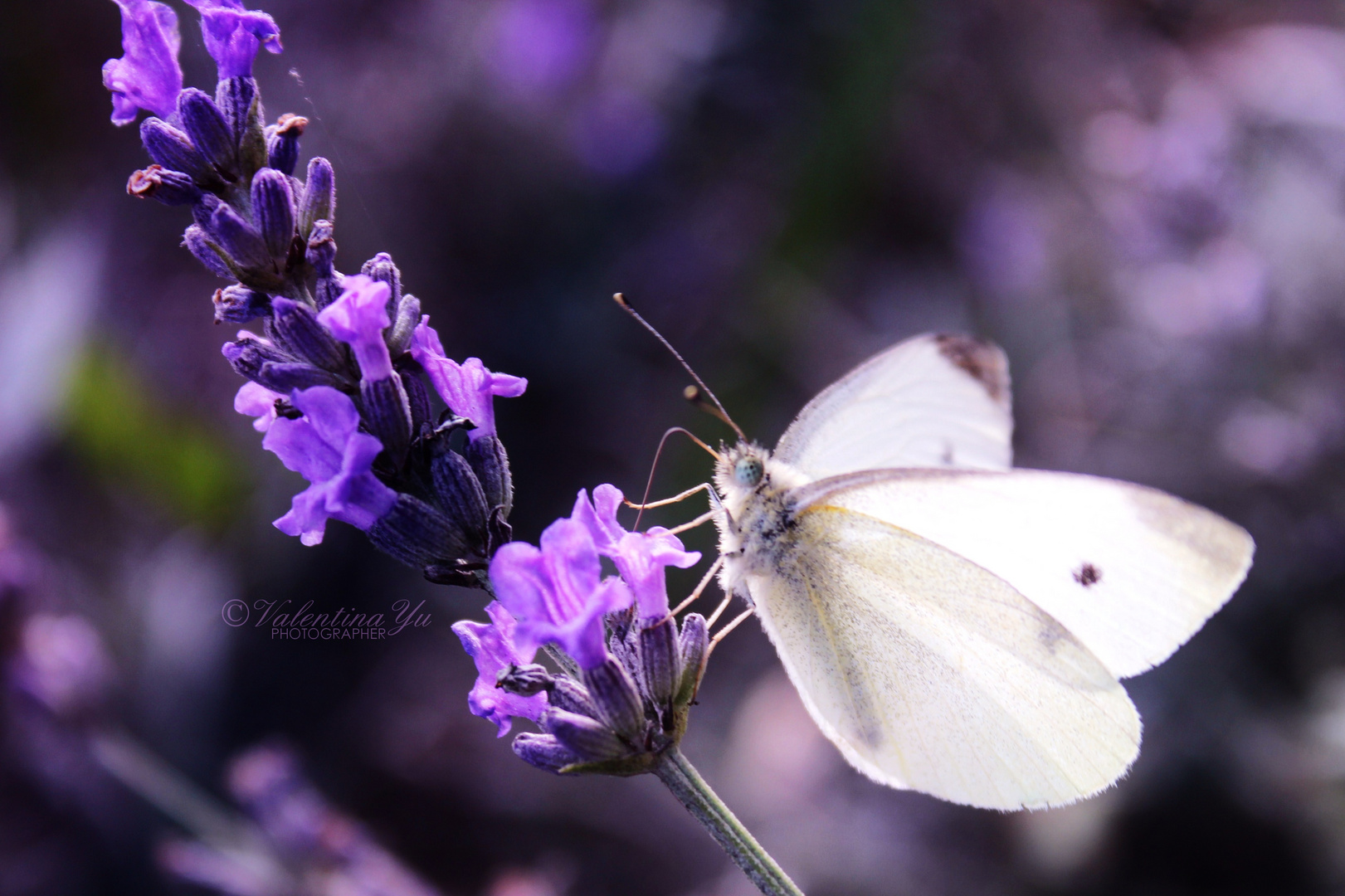 Butterfly fly..