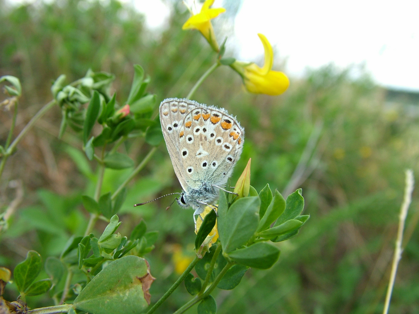 Butterfly ganz nah