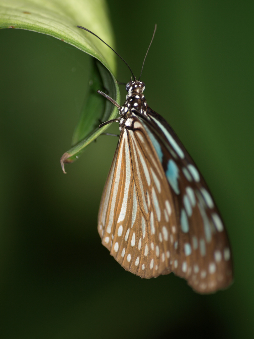 butterfly garden