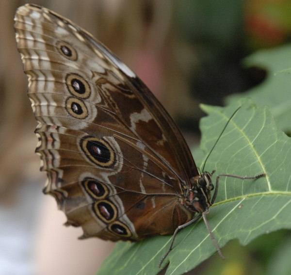 Butterfly Garden - Boston Science Museum