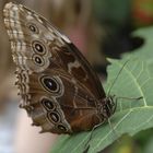 Butterfly Garden - Boston Science Museum