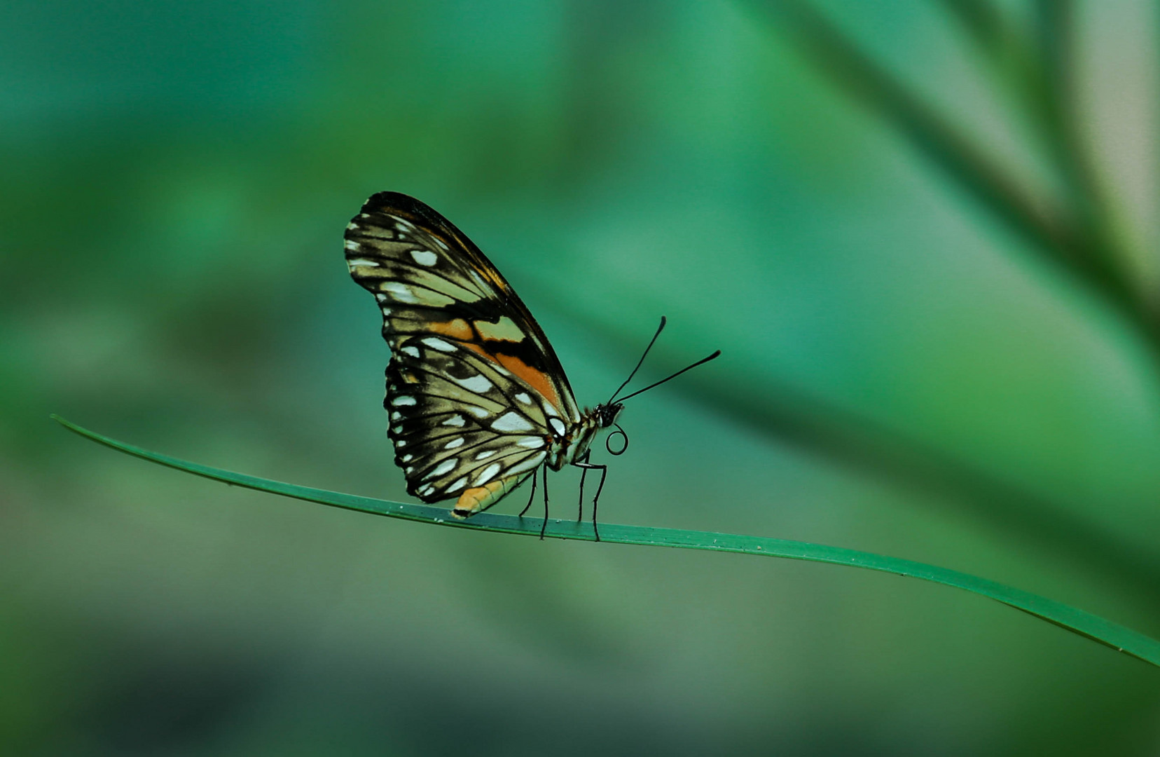 butterfly garden Embara Indians