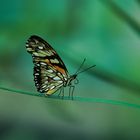 butterfly garden Embara Indians