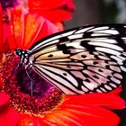 Butterfly Garden Singapore