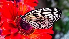 Butterfly Garden Singapore