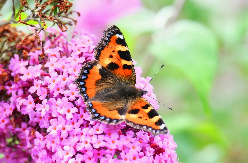 Butterfly Geometridae 2