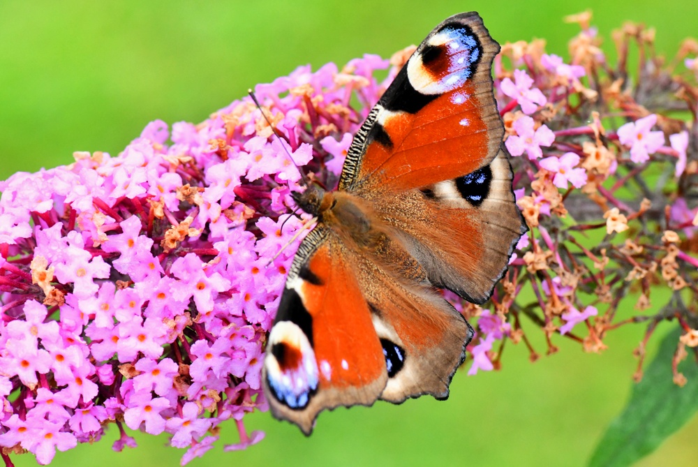 Butterfly Geometridae 3