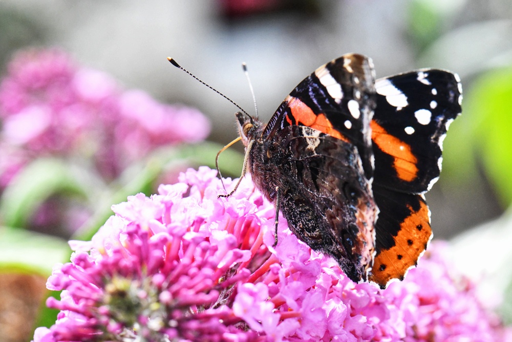 Butterfly Geometridae