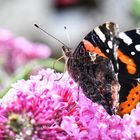 Butterfly Geometridae